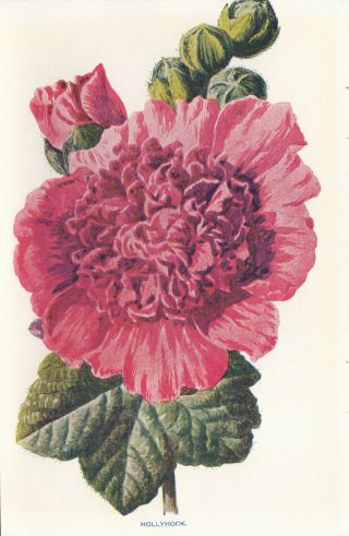 Hollyhock Flower Flowers Floral Antique Botanical Print By Hulme