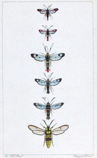 1835,  Lucas Papillons Exotiques Set - 2 - Handpainted Engr.  Sesie Butterflies H7g
