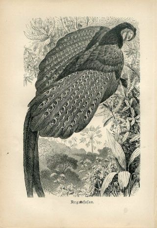 1887 Brehm Argus Pheasant Birds Antique Engraving Print