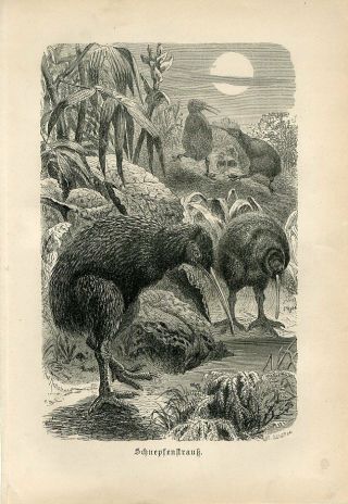 1887 Brehm Kiwi Zealand Birds Antique Engraving Print
