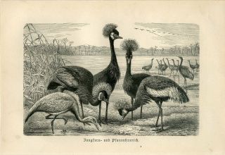 1887 Brehm Crested Crane Demoiselle Crane Birds Antique Engraving Print