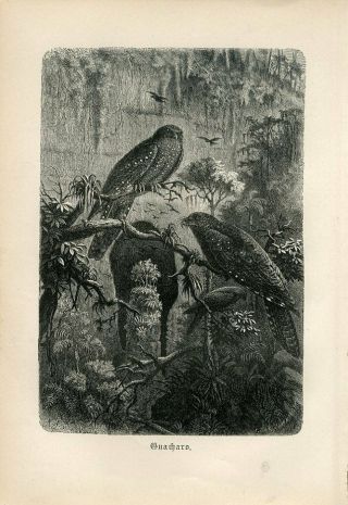 1887 Brehm Oilbird Guacharo Birds Antique Engraving Print
