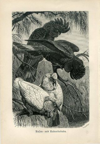 1887 A.  Brehm Black And White Cockatooparrot Birds Antique Engraving Print