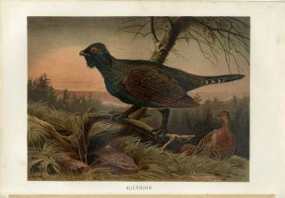 1890 A.  Brehm Capercaillie Wood Grouse Birds Antique Chromolithograph Print