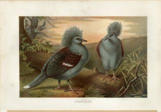 1890 A.  Brehm Western Crowned Pigeon Birds Antique Chromolithograph Print