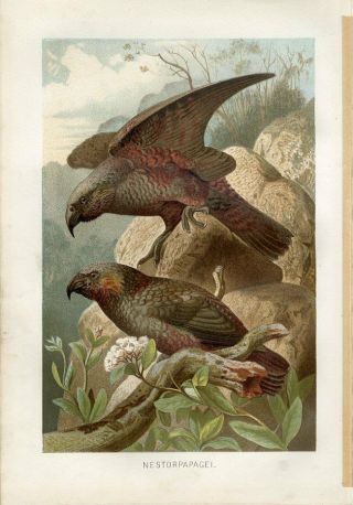 1890 A.  Brehm Kakapo Nestor Parrot Birds Antique Chromolithograph Print