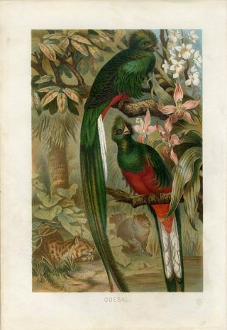 1890 A.  Brehm Exotic Quetzal Trogon Birds Orchids Antique Chromolithograph Print