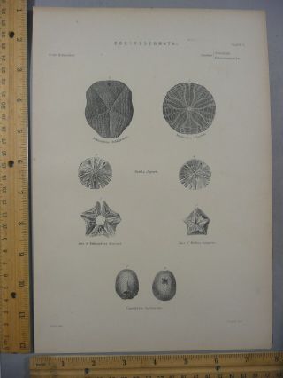 Rare Antique Orig Vtg Starfish Various Echinodermata Chart Engraving Print