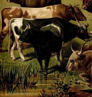 Cow Breeds Cattle Bovini Zoology Vintage Antique Color Lithograph Print Ca.  1885