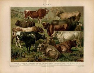 Cow Breeds Cattle Bovini Zoology Vintage Antique Color Lithograph Print ca.  1885 2