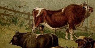 Cow Breeds Cattle Bovini Zoology Vintage Antique Color Lithograph Print ca.  1885 3