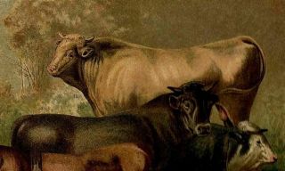 Cow Breeds Cattle Bovini Zoology Vintage Antique Color Lithograph Print ca.  1885 4