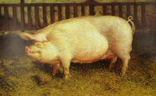 Vintage Art James Wyeth 1970 Portrait Of Pig Sow Hog Pigpen Farm Charlotte White