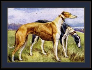 English Print Greyhound Puppy Dog Dogs Puppies Duo Art Vintage Poster