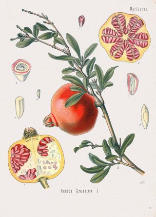 Botanical Herb Medicinal Plants Pomegranate - 98 Vintage Art Print/poster