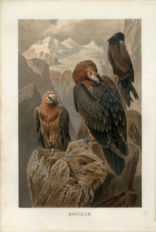 1890 A.  Brehm Lammergeier Bearded Vulture Birds Antique Chromolithograph Print