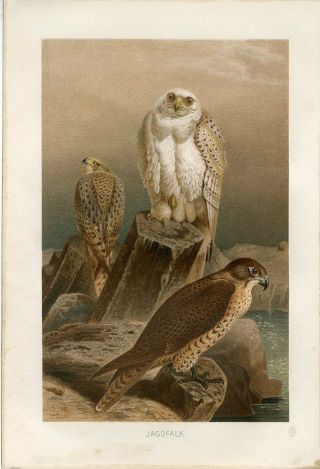 1890 A.  Brehm Gyrfalcon Gerfalcon Falcon Birds Antique Chromolithograph Print