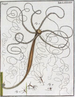 1740,  Rosel Entomology Set - 2 - Handpainted Copper Large Paper Polyporum Hae