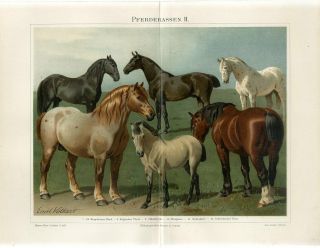 1895 Horses Horse Breeds Antique Chromolithograph Print Emil Volkers
