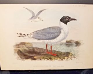 Chroicocephalus Saundersi Pzs Plate 1871 Hand - Colored J.  Smit Rare Bird Print