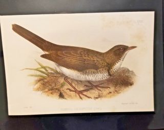 Turdus Phaeopycus - Thrush Pzs Plate 1867 Hand - Colored J.  Smit Rare Bird Print
