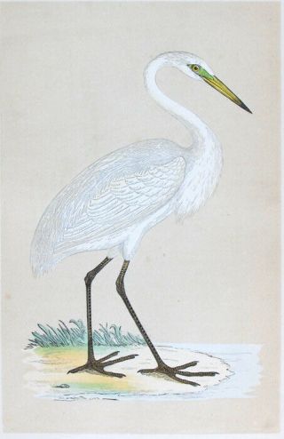 1851,  Morris First Edition Fine Hand Color Engr.  Heron H4d