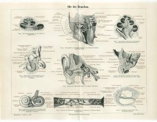 1895 Human Ear Anatomy Antique Engraving Print