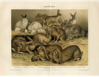 1895 Rabbits Rabbit Breeds Antique Chromolithograph Print