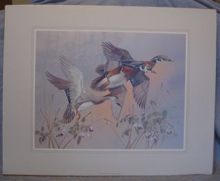 Anni Moller Duck Print Lithograph 1988 Mounted On Cardboard 16 X 20 Shape