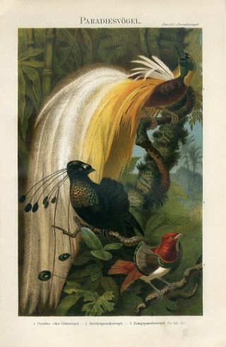 1895 Tropical Paradise Birds Greater Bird Of Paradise Chromolithograph Print