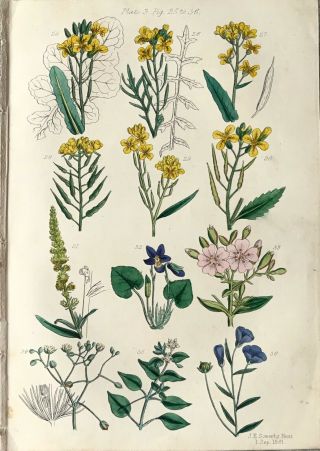 Botanical Print Antique,  Useful Plants,  1862,  J Sowerby,  Cowslip,  Wild Flowers