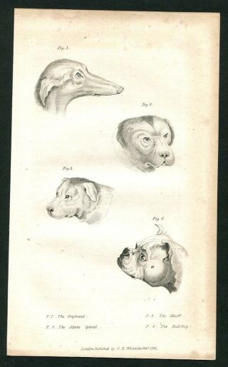 1825 Antique Print Of Dogs Dog Breeds Bulldog Greyhound Mastiff