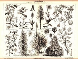 Ca 1900 Botanical Medicinal Plants,  Aloe,  Arnica Antique Llithograph Print