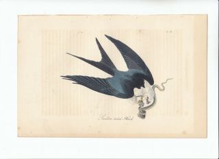 Rare Jj Audubon Octavo Birds Of America Print 1840: Swallow - Tailed Hawk.  18