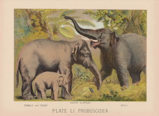 Elephants And Baby Elephant In Forest Wildlife Animals Antique Print 1880