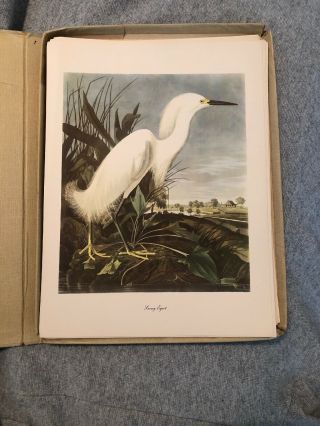 Vintage John James Audubon,  Snowy Egret Print,  Roger Tory Peterson Commentary