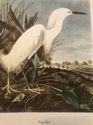 Vintage John James Audubon,  Snowy Egret Print,  Roger Tory Peterson Commentary 2