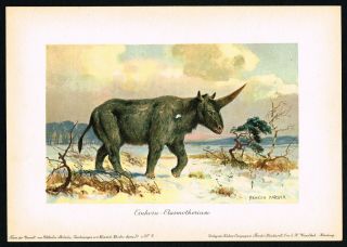 Elasmotherium Giant Extinct Rhinoceros Siberia,  Prehistoric - 1900 Antique Print