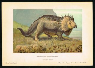 Triceratops,  Extinct Prehistoric Animal,  Dinosaur - 1900 Antique Print - F.  John