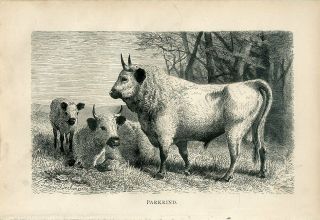 1887 A.  Brehm White Park Cattle Cow Bull Calf Family Antique Engraving Print