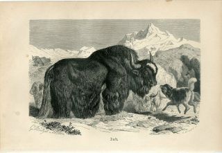 1887 A.  Brehm Tibetan Nepalese Himalayan Yak Family Engraving Print