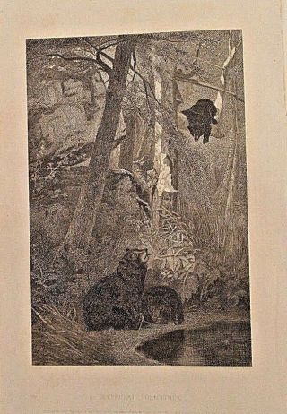 Bear Cubs,  Maternal Solicitude,  Steel Engraving,  Vintage 1873 Antique Art Print