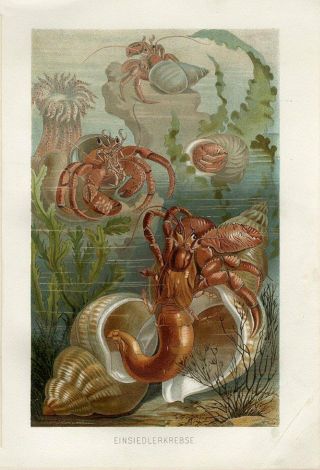 1890 Brehm Marine Sea Hermit Crab Shell Antique Chromolithograph Print