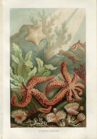 1890 Brehm Marine Sea Stars Starfish Asteroidea Antique Chromolithograph Print