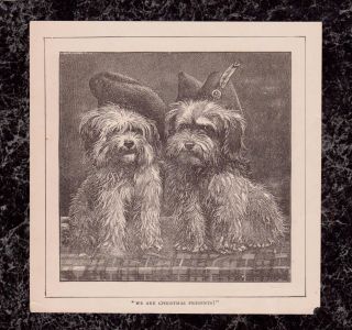 Lithograph Print C1910 Two Little Dogs In Hats 6.  5x6.  5 We Are Christmas Presents