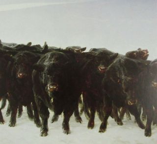 Vintage Art James Wyeth Angus 1974 Island Geese 1982 Goose Beach Cattle Cow Herd