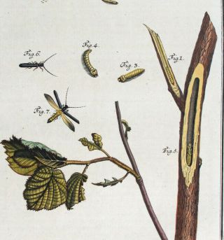 1740,  Rosel Entomology Set - 2 - Handpainted Copper Large Paper Scarrabaeorum Hac
