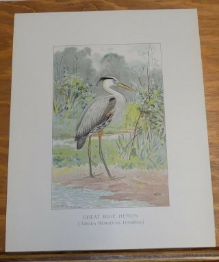 1898 Antique Color Bird Print///great Blue Heron