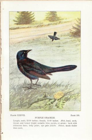 Purple Grackle - Birds Early 1900 