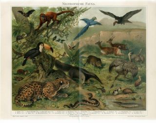 1895 Jaguar Bat Frog Macaw Parrot Snake Ostrich Wild Boar Condor Fish Print
